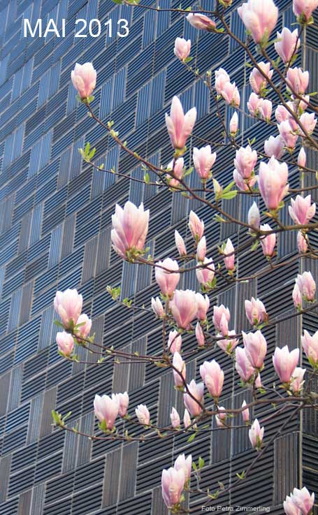 Mai 2013 Magnolien Suarez gefällt